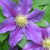 Menu Carnival Clematis