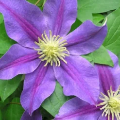 Menu Carnival Clematis