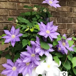 Menu Late Spring Perennial Garden 23 Menu Late Spring Perennial Garden -US Garden Plants Sales 2024 77452 carnival clematis 4