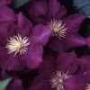 Menu Lady Betty Balfour Clematis -US Garden Plants Sales 2024 77453 lady betty balfour clematis