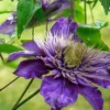 Menu Multi-Blue Double Flowering Clematis -US Garden Plants Sales 2024 77454 multi blue double flowering clematis