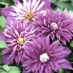 Menu Multi-Blue Double Flowering Clematis 6 Menu Multi-Blue Double Flowering Clematis -US Garden Plants Sales 2024 77454 multi blue double flowering clematis 2