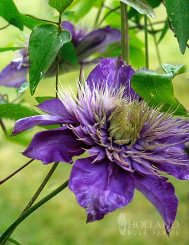 Menu Multi-Blue Double Flowering Clematis 3 Menu Multi-Blue Double Flowering Clematis