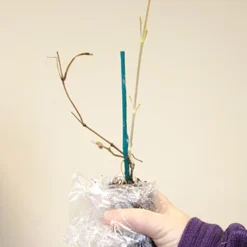 Menu Niobe Clematis -US Garden Plants Sales 2024 77455 niobe clematis 2