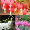 Menu Bleeding Hearts Collection -US Garden Plants Sales 2024 77458 bleeding hearts collection