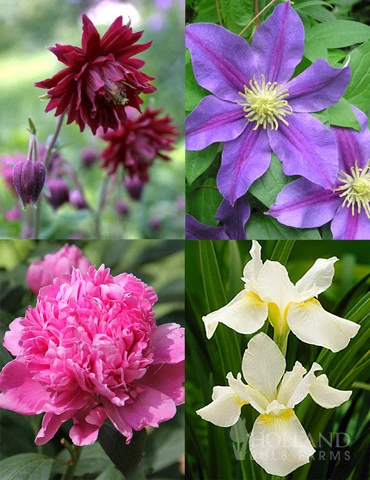 Menu Late Spring Perennial Garden 3 Menu Late Spring Perennial Garden