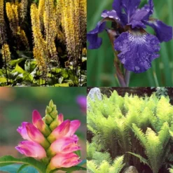 Menu Best Perennials For Wet Soil
