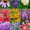 Menu Perennial Cutflower Garden 1 Menu Perennial Cutflower Garden -US Garden Plants Sales 2024 77461 perennial cutflower garden