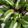 Menu Raspberry Sundae Hosta -US Garden Plants Sales 2024 77471 raspberry sundae hosta