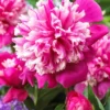 Menu Celebrity Peony -US Garden Plants Sales 2024 77472 celebrity peony 2