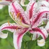 Menu Dizzy Oriental Lily -US Garden Plants Sales 2024 77473 dizzy oriental lily 2