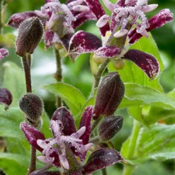 Menu Raspberry Mousse Toadlily 9 Menu Raspberry Mousse Toadlily -US Garden Plants Sales 2024 77475 raspberry mousse toad lily 2