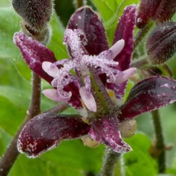 Menu Raspberry Mousse Toadlily 8 Menu Raspberry Mousse Toadlily -US Garden Plants Sales 2024 77475 raspberry mousse toad lily 3