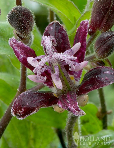 Menu Raspberry Mousse Toadlily 5 Menu Raspberry Mousse Toadlily - Image 3