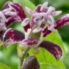 Menu Raspberry Mousse Toadlily -US Garden Plants Sales 2024 77475 raspberry mousse toad lily 4