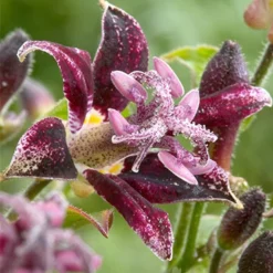 Menu Raspberry Mousse Toadlily 7 Menu Raspberry Mousse Toadlily -US Garden Plants Sales 2024 77475 raspberry mousse toadlily