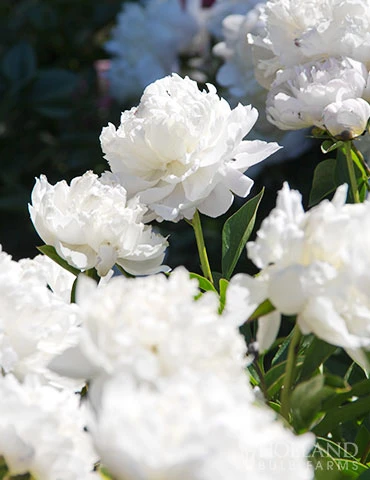 Menu Shirley Temple Peony 4 Menu Shirley Temple Peony - Image 2