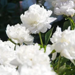 Menu Spring To Summer Garden Collection 20 Menu Spring To Summer Garden Collection -US Garden Plants Sales 2024 77476 shirley temple peony 2 2