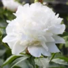 Menu Shirley Temple Peony -US Garden Plants Sales 2024 77476 shirley temple peony 3 1