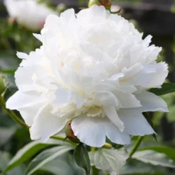 Menu Spring To Summer Garden Collection 19 Menu Spring To Summer Garden Collection -US Garden Plants Sales 2024 77476 shirley temple peony 3 2