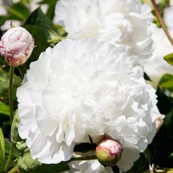 Menu Spring To Summer Garden Collection 21 Menu Spring To Summer Garden Collection -US Garden Plants Sales 2024 77476 shirley temple peony 4