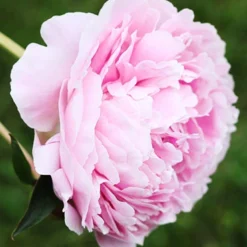 Menu Sarah Bernhardt Peony 9 Menu Sarah Bernhardt Peony -US Garden Plants Sales 2024 77477 sarah bernhardt peony 2 1