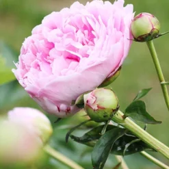 Menu Late Spring Perennial Garden 26 Menu Late Spring Perennial Garden -US Garden Plants Sales 2024 77477 sarah bernhardt peony