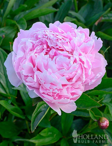 Menu Sarah Bernhardt Peony 3 Menu Sarah Bernhardt Peony
