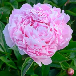 Menu Late Spring Perennial Garden 29 Menu Late Spring Perennial Garden -US Garden Plants Sales 2024 77477 sarah bernhardt peony 5