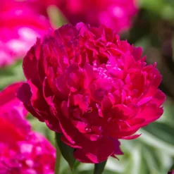 Menu Karl Rosenfield Peony 7 Menu Karl Rosenfield Peony -US Garden Plants Sales 2024 77478 1