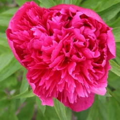 Menu Easy Complete Sun Garden -US Garden Plants Sales 2024 77478 karl rosenfield peony 2