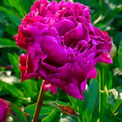 Menu Peony Collection -US Garden Plants Sales 2024 77478 karl rosenfield peony 3