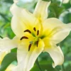 Menu Late Morning Orienpet Lily 2 Menu Late Morning Orienpet Lily -US Garden Plants Sales 2024 77479 late morning orienpet lily
