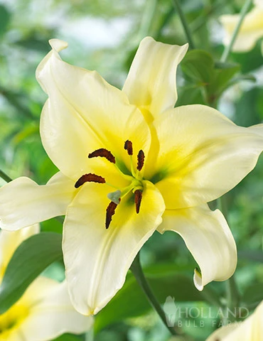 Menu Late Morning Orienpet Lily 3 Menu Late Morning Orienpet Lily