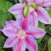 Menu Festival Clematis -US Garden Plants Sales 2024 77480