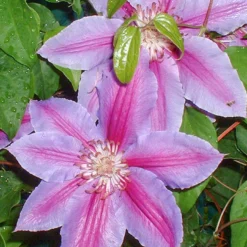 Menu Festival Clematis