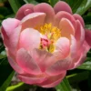 Menu Coral Sunset Peony 1 Menu Coral Sunset Peony -US Garden Plants Sales 2024 77484 coral sunset peony