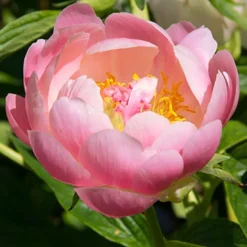 Menu Coral Sunset Peony -US Garden Plants Sales 2024 77484 coral sunset peony 2