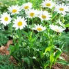 Menu Becky Shasta Daisy