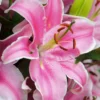 Menu Curly Sue Oriental Lily Jumbo Pack