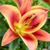 Menu Montego Bay Orienpet Lily -US Garden Plants Sales 2024 77496