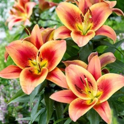 Menu Montego Bay Orienpet Lily 7 Menu Montego Bay Orienpet Lily -US Garden Plants Sales 2024 77496 montego bay orienpet lily