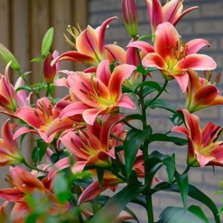 Menu Montego Bay Orienpet Lily 9 Menu Montego Bay Orienpet Lily -US Garden Plants Sales 2024 77496 montego bay orienpet lily 3