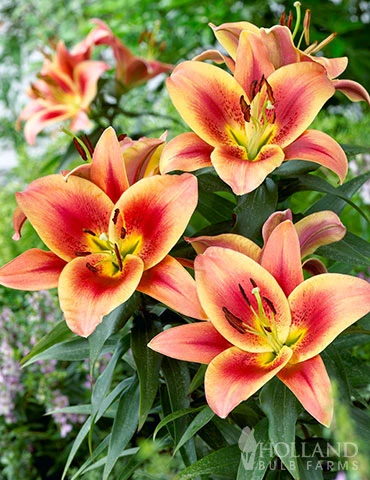 Menu Montego Bay Orienpet Lily 4 Menu Montego Bay Orienpet Lily - Image 2