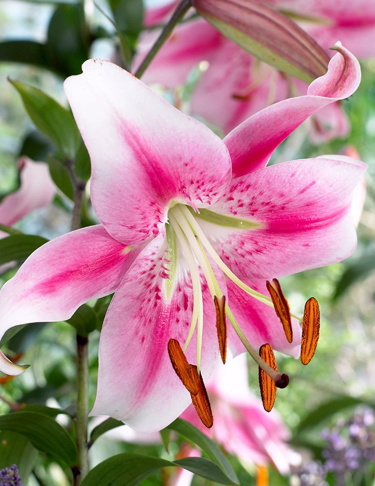 Menu Pretty Anastasia Lily Collection 4 Menu Pretty Anastasia Lily Collection - Image 2