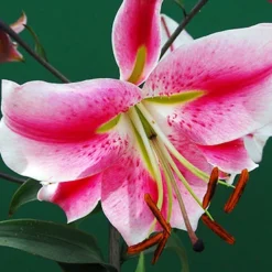 Menu Pretty Anastasia Lily Collection 12 Menu Pretty Anastasia Lily Collection -US Garden Plants Sales 2024 77497 anastasia orienpet lily 1