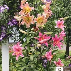 Menu Anastasia Orienpet Lily 8 Menu Anastasia Orienpet Lily -US Garden Plants Sales 2024 77497 anastasia orienpet lily 2