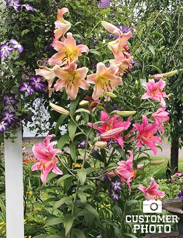 Menu Anastasia Orienpet Lily 5 Menu Anastasia Orienpet Lily - Image 3