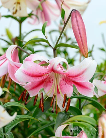 Menu Pretty Anastasia Lily Collection 7 Menu Pretty Anastasia Lily Collection - Image 5