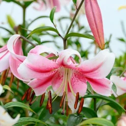 Menu Anastasia Orienpet Lily 9 Menu Anastasia Orienpet Lily -US Garden Plants Sales 2024 77497 anastasia orienpet lily 4